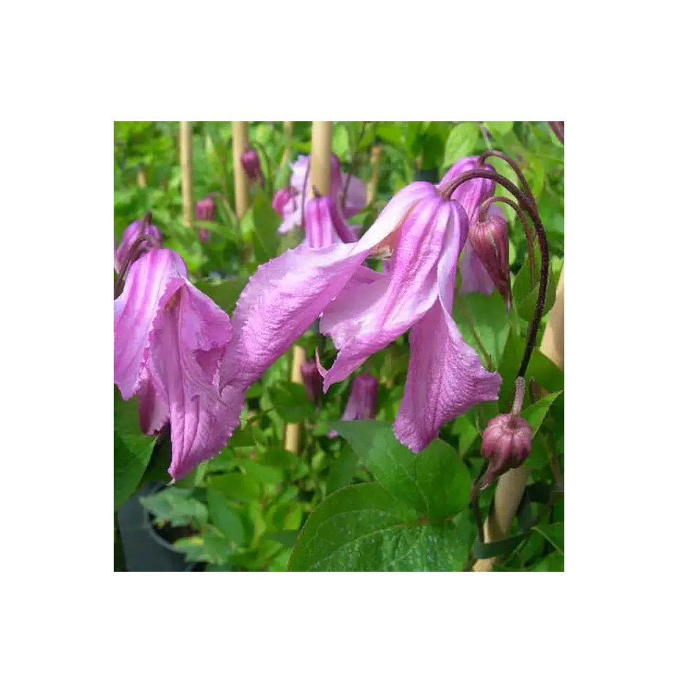 Pépinières Français PF_Clématite69 Clématite 'Alionushka' - clematis integrifolia