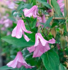 Pépinières Français PF_Clématite69 Clématite 'Alionushka' - clematis integrifolia