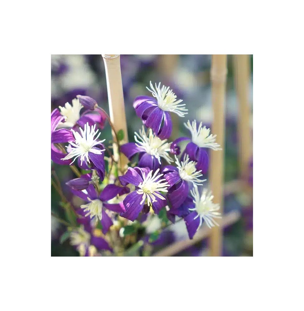 Pépinières Français PF_Clématite29 Clématite 'Aromatica' - clematis integrifolia