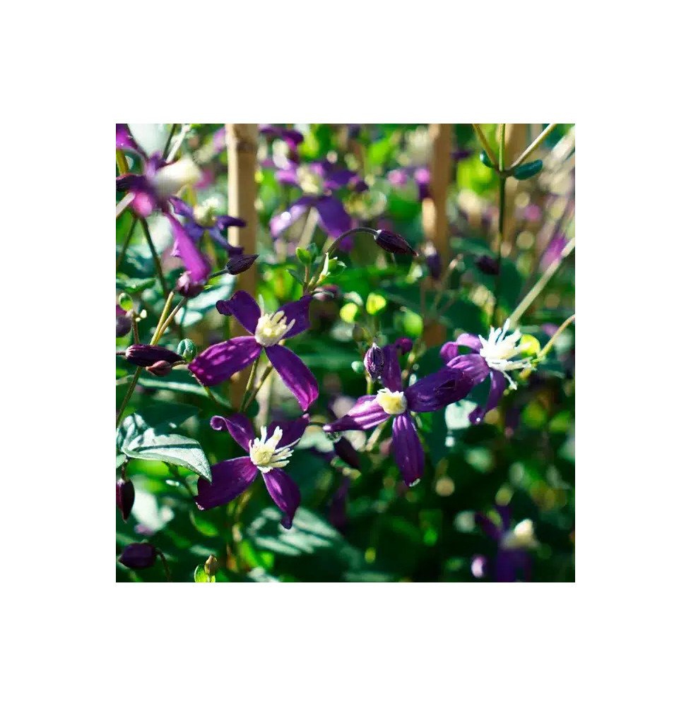 Pépinières Français PF_Clématite29 Clématite 'Aromatica' - clematis integrifolia