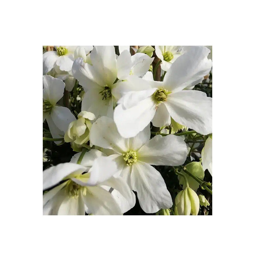Pépinières Français PF_Clématite08 Clématite 'Avalanche®' ('Blaaval') - clematis forsteri