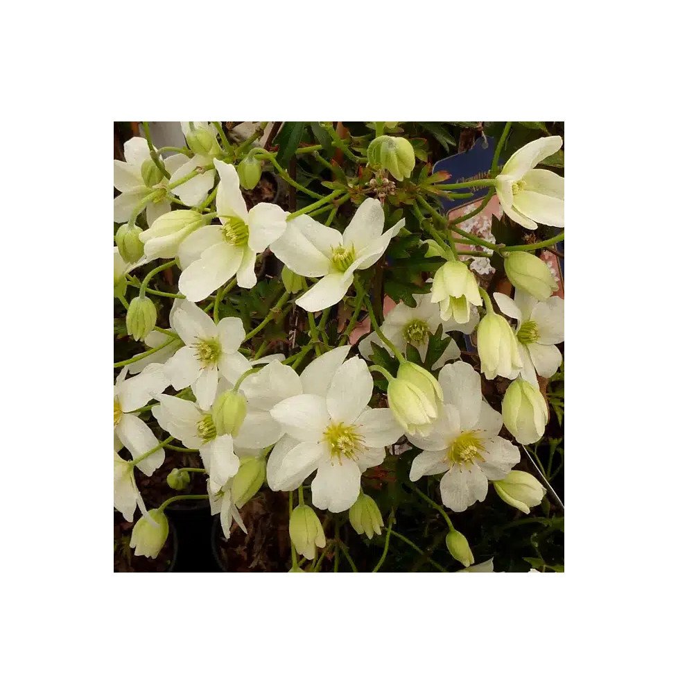Pépinières Français PF_Clématite08 Clématite 'Avalanche®' ('Blaaval') - clematis forsteri