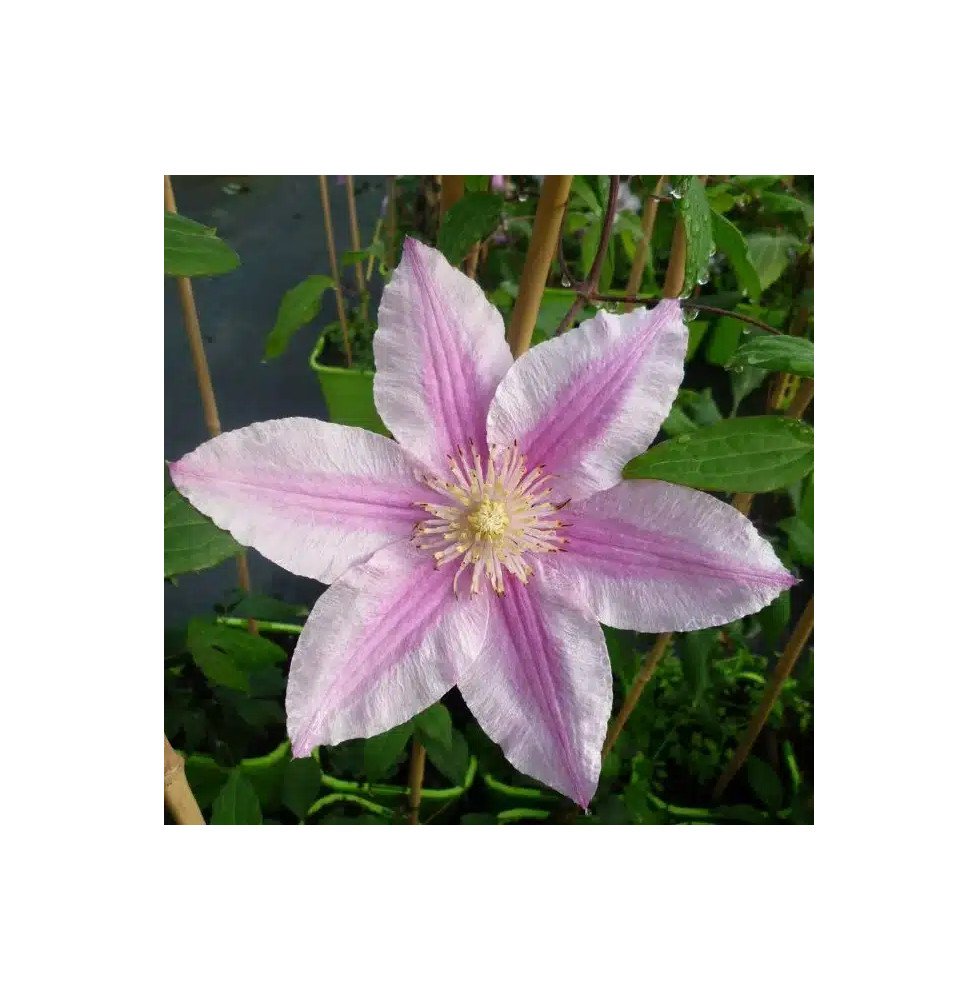 Pépinières Français PF_Clématite348 Clématite 'Bees Jubilee' - clematis