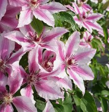 Pépinières Français PF_Clématite348 Clématite 'Bees Jubilee' - clematis