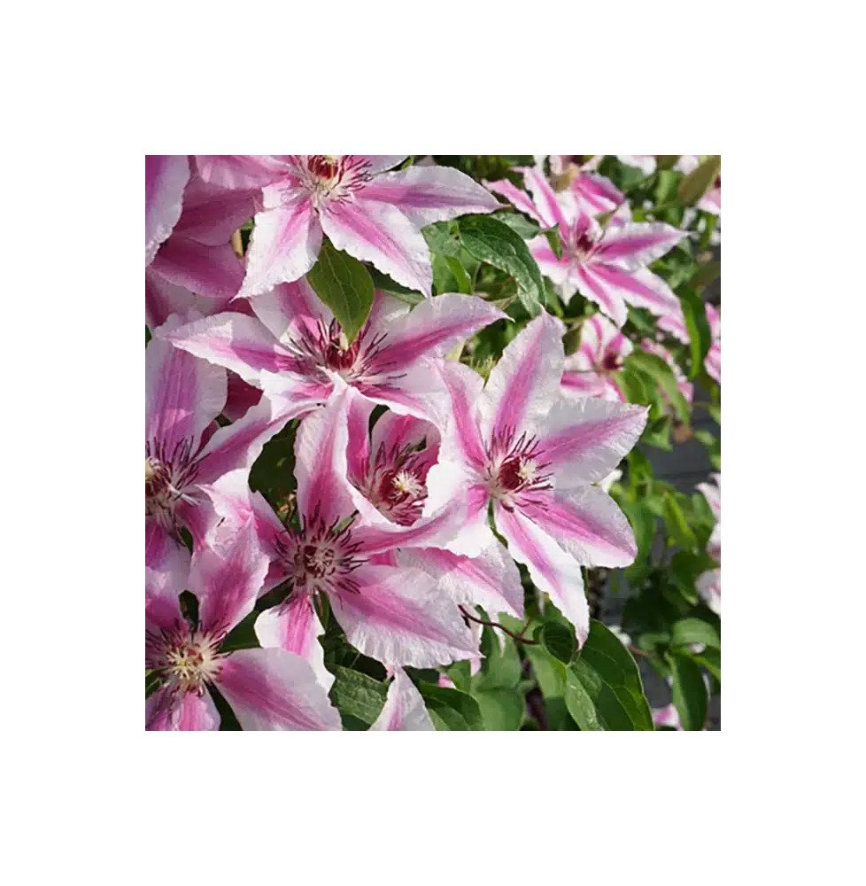 Pépinières Français PF_Clématite348 Clématite 'Bees Jubilee' - clematis