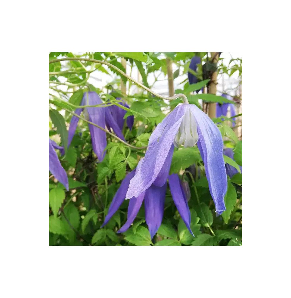Pépinières Français PF_Clématite3 Clématite 'Blue Dancer' - clematis alpina