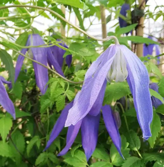 Pépinières Français PF_Clématite3 Clématite 'Blue Dancer' - clematis alpina