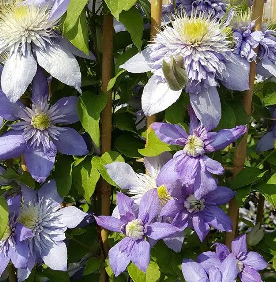 Pépinières Français PF_Clématite37 Clématite 'Blue Light®' - clematis