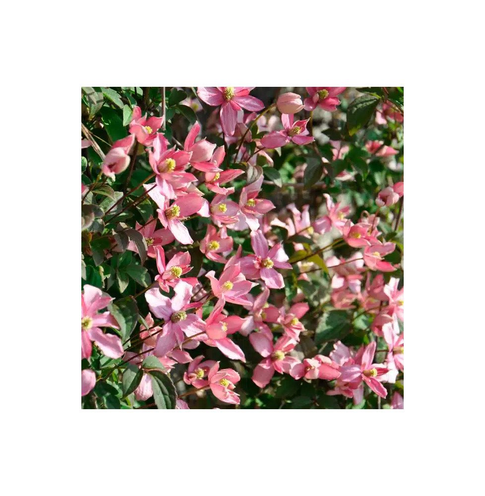 Pépinières Français PF_Clématite86 Clématite 'Broughton Star' - clematis montana