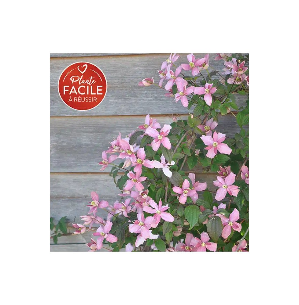 Pépinières Français PF_Clématite86 Clématite 'Broughton Star' - clematis montana