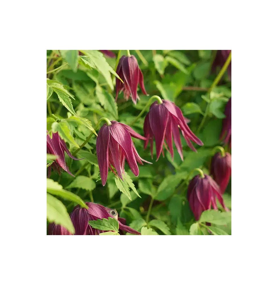 Pépinières Français PF_Clématite40 Clématite 'Brunette' - clematis