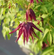 Pépinières Français PF_Clématite40 Clématite 'Brunette' - clematis