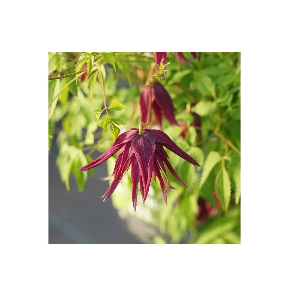 Pépinières Français PF_Clématite40 Clématite 'Brunette' - clematis