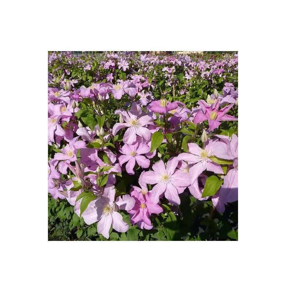 Pépinières Français PF_Clématite170 Clématite 'Comtesse de Bouchaud' - clematis