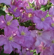 Pépinières Français PF_Clématite170 Clématite 'Comtesse de Bouchaud' - clematis
