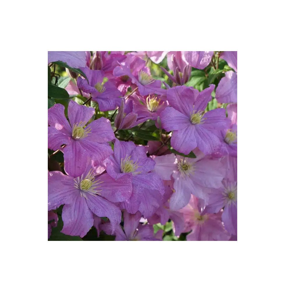 Pépinières Français PF_Clématite170 Clématite 'Comtesse de Bouchaud' - clematis