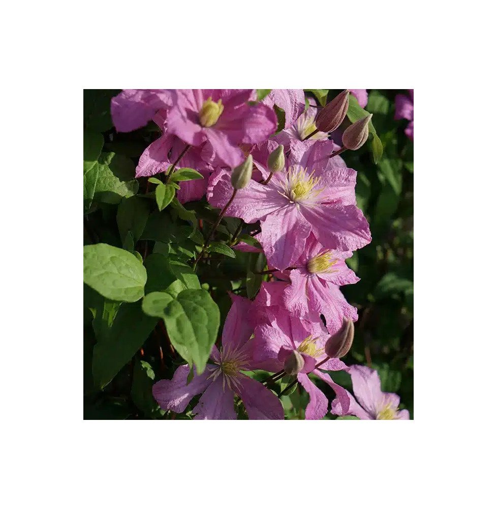 Pépinières Français PF_Clématite170 Clématite 'Comtesse de Bouchaud' - clematis