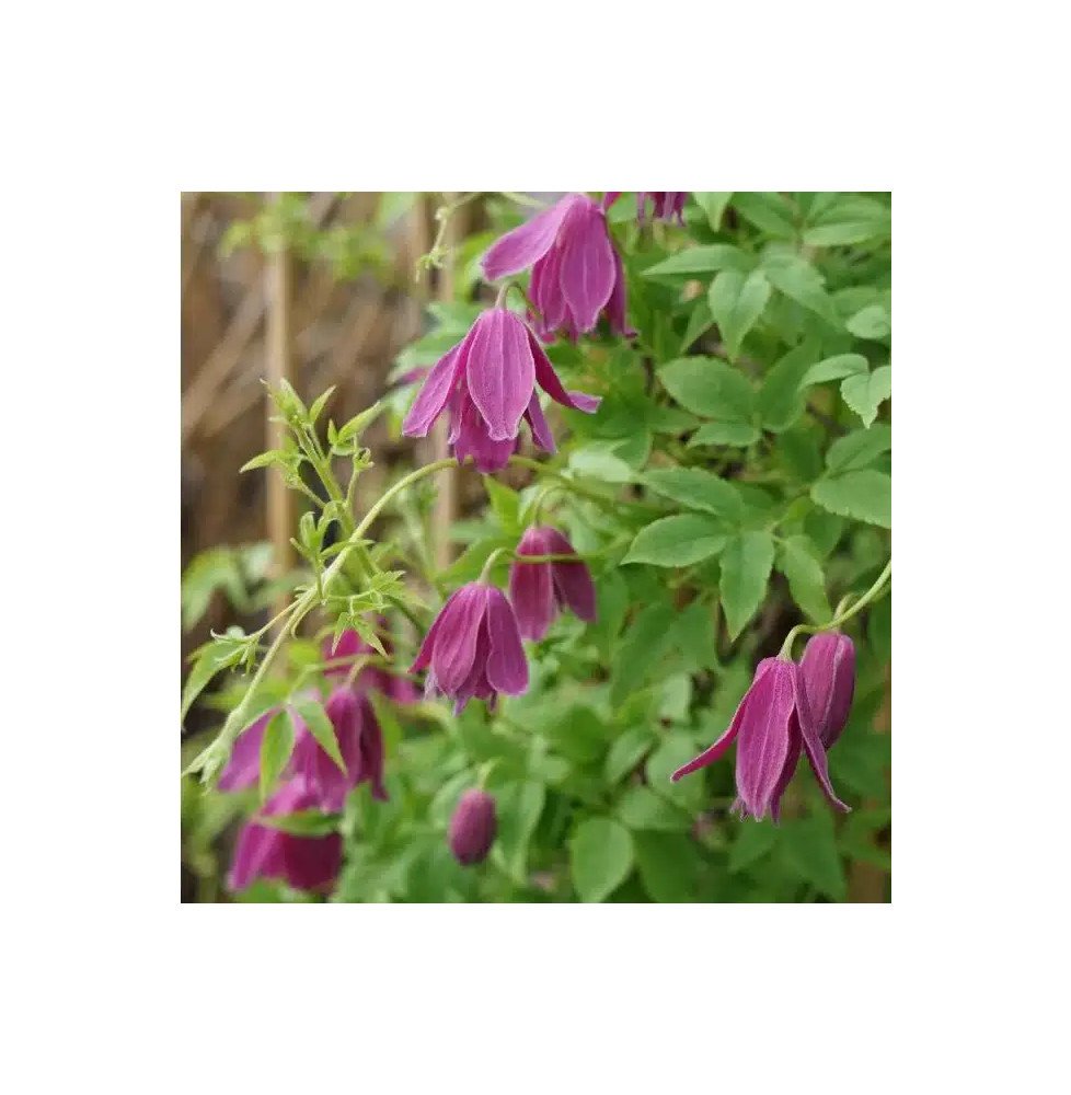 Pépinières Français PF_Clématite009 Clématite 'Constance' - clematis alpina