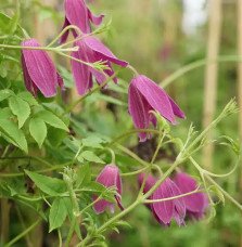 Pépinières Français PF_Clématite009 Clématite 'Constance' - clematis alpina