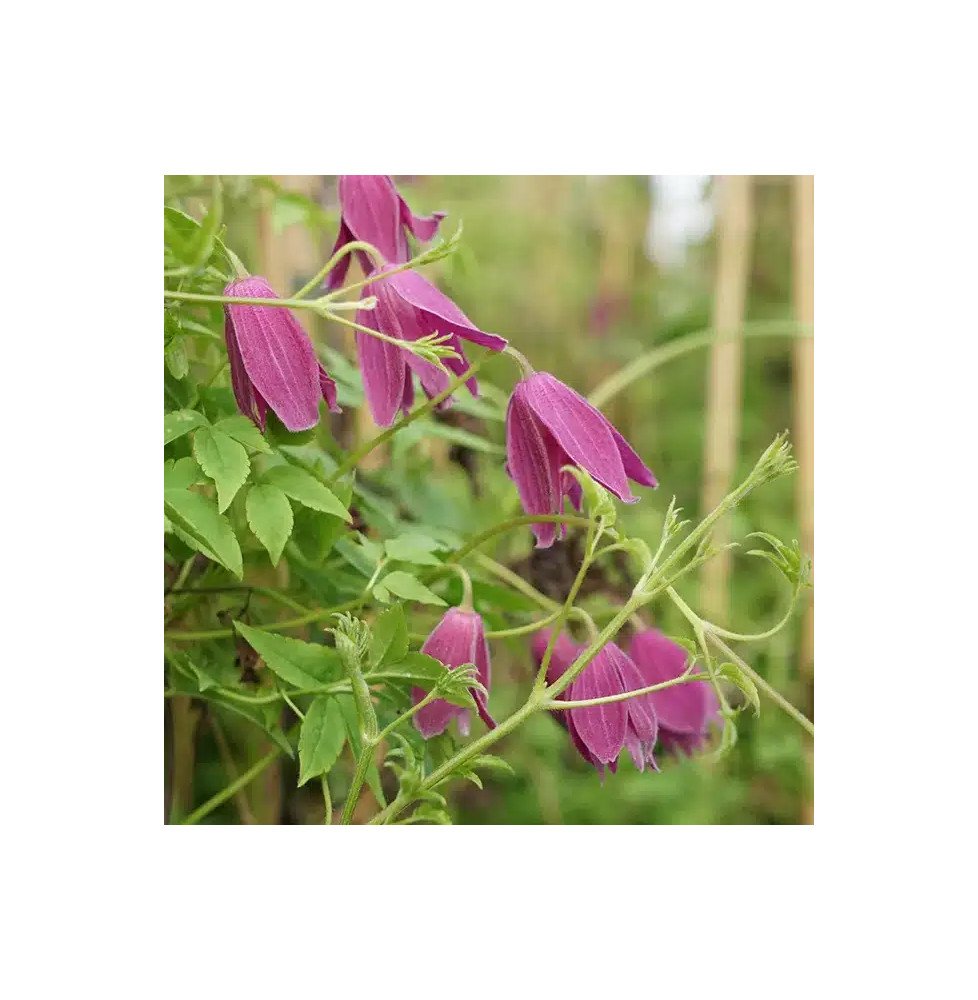 Pépinières Français PF_Clématite009 Clématite 'Constance' - clematis alpina