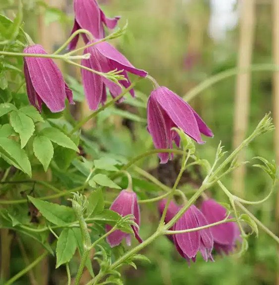Pépinières Français PF_Clématite009 Clématite 'Constance' - clematis alpina