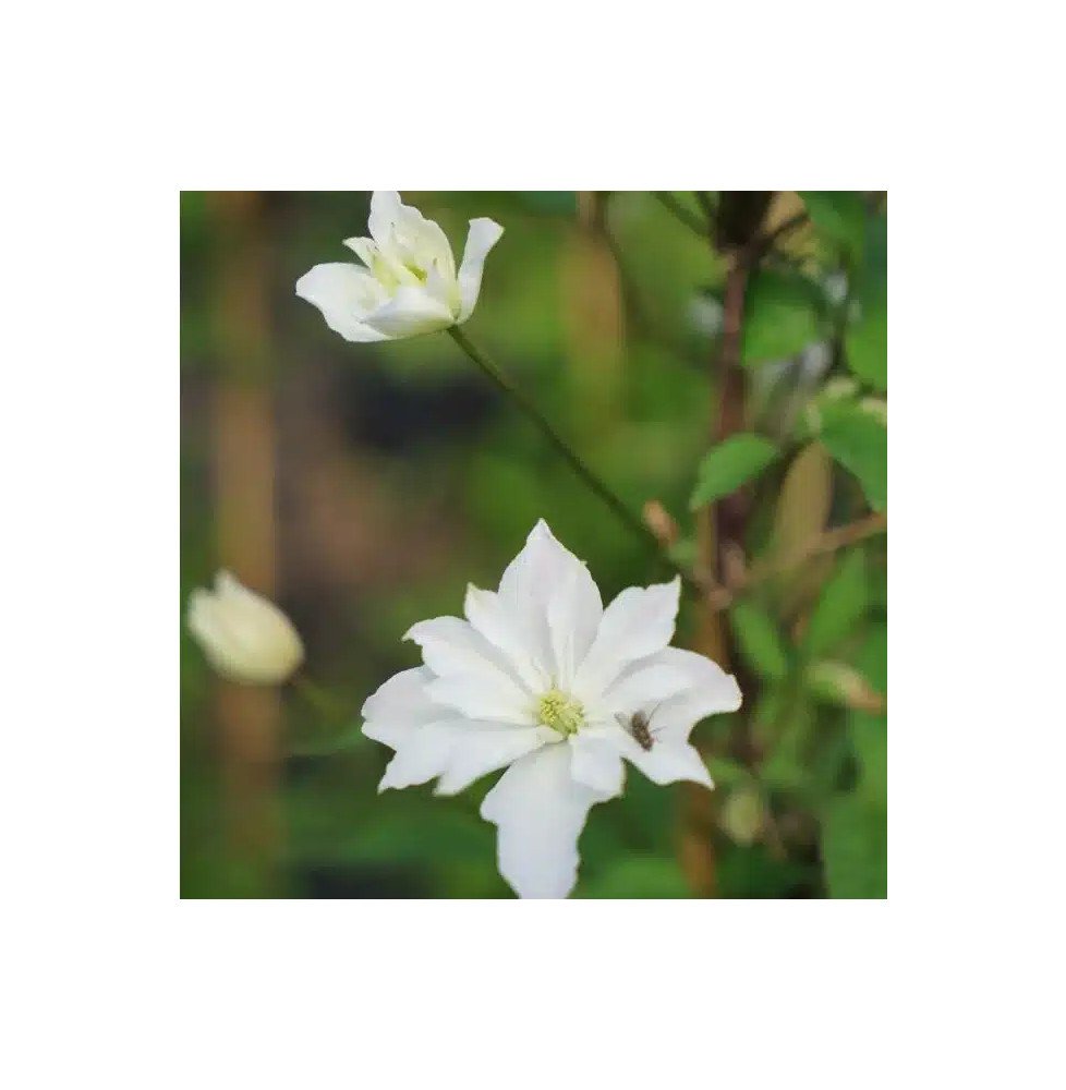 Pépinières Français PF_Clématite8 Clématite 'Double Delight®' - clematis montana