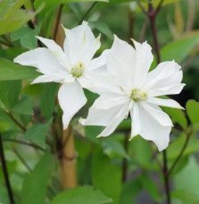 Pépinières Français PF_Clématite8 Clématite 'Double Delight®' - clematis montana