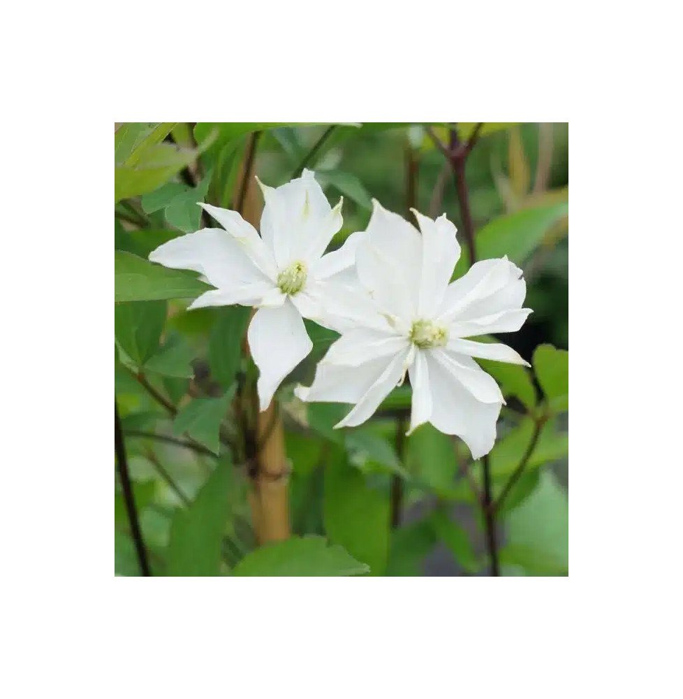 Pépinières Français PF_Clématite8 Clématite 'Double Delight®' - clematis montana