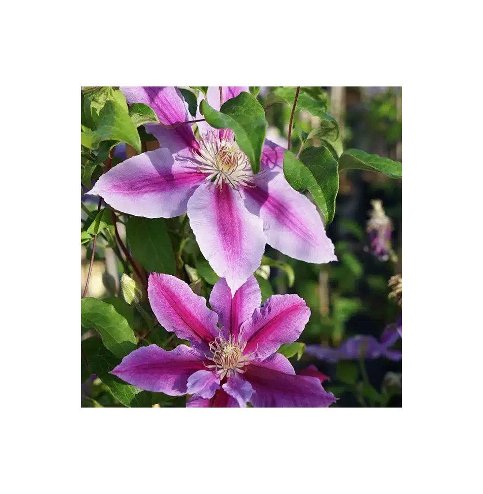 Pépinières Français PF_Clématite38 Clématite 'Dr Ruppel' - clematis
