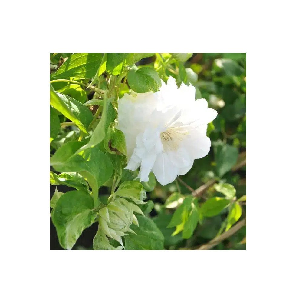 Pépinières Français PF_Clématite2 Clématite 'Duchesse d'Edimbourg' - clematis