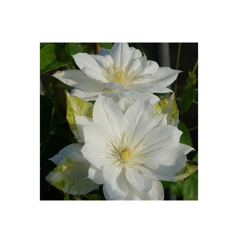 Pépinières Français PF_Clématite2 Clématite 'Duchesse d'Edimbourg' - clematis