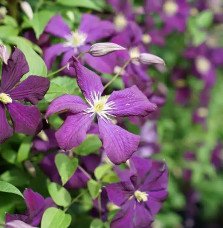 Pépinières Français PF_Clématite90 Clématite 'Étoile Violette' - clematis viticella