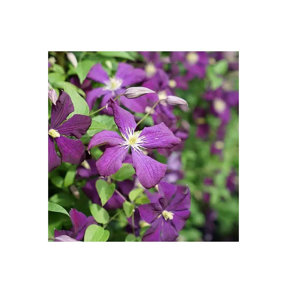 Pépinières Français PF_Clématite90 Clématite 'Étoile Violette' - clematis viticella