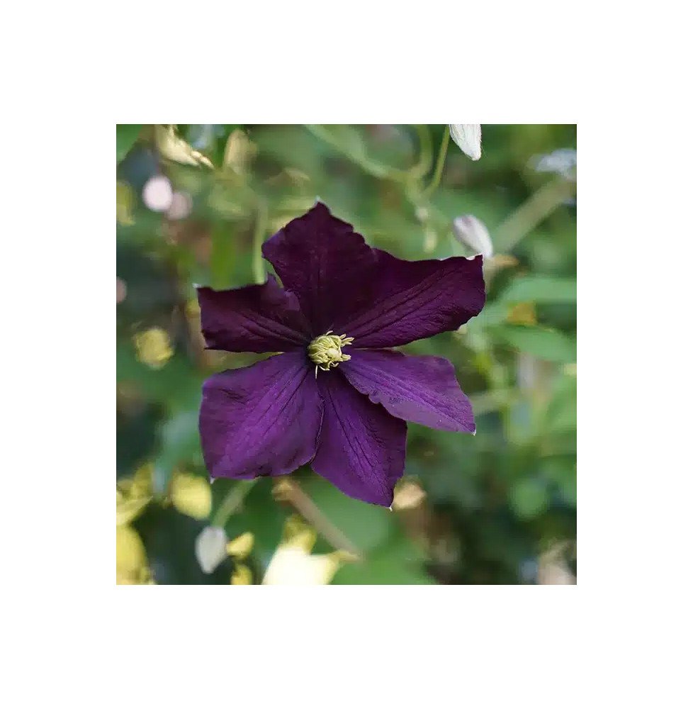 Pépinières Français PF_Clématite90 Clématite 'Étoile Violette' - clematis viticella