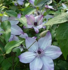 Pépinières Français PF_Clématite286 Clématite 'Fond Memories®' - clematis florida