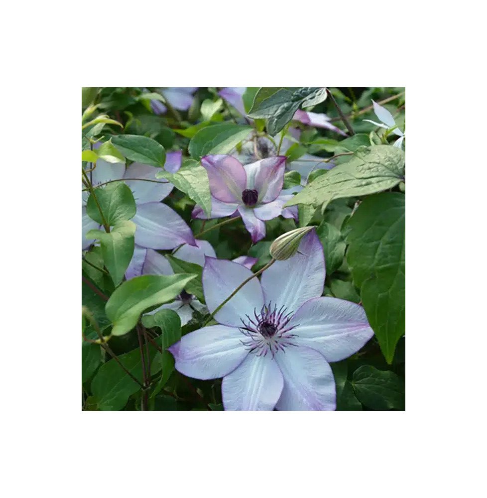 Pépinières Français PF_Clématite286 Clématite 'Fond Memories®' - clematis florida