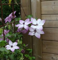 Pépinières Français PF_Clématite286 Clématite 'Fond Memories®' - clematis florida