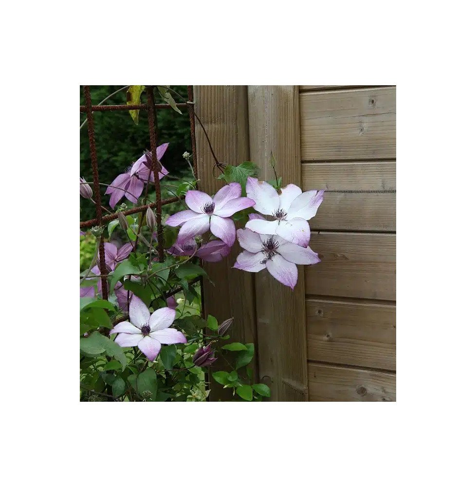 Pépinières Français PF_Clématite286 Clématite 'Fond Memories®' - clematis florida
