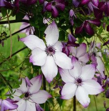 Pépinières Français PF_Clématite286 Clématite 'Fond Memories®' - clematis florida