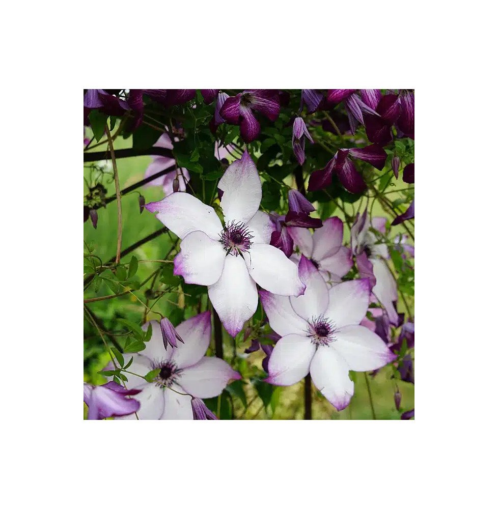 Pépinières Français PF_Clématite286 Clématite 'Fond Memories®' - clematis florida