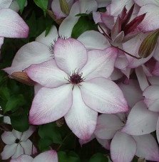 Pépinières Français PF_Clématite286 Clématite 'Fond Memories®' - clematis florida