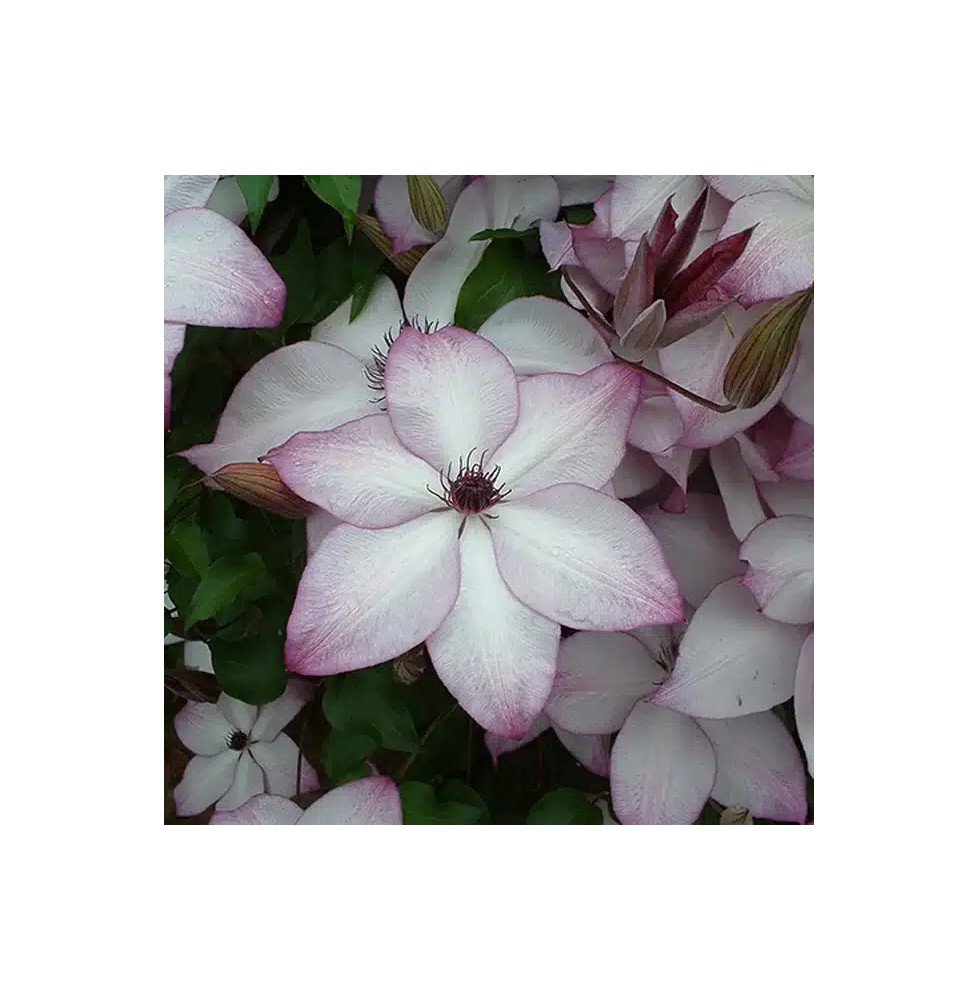 Pépinières Français PF_Clématite286 Clématite 'Fond Memories®' - clematis florida