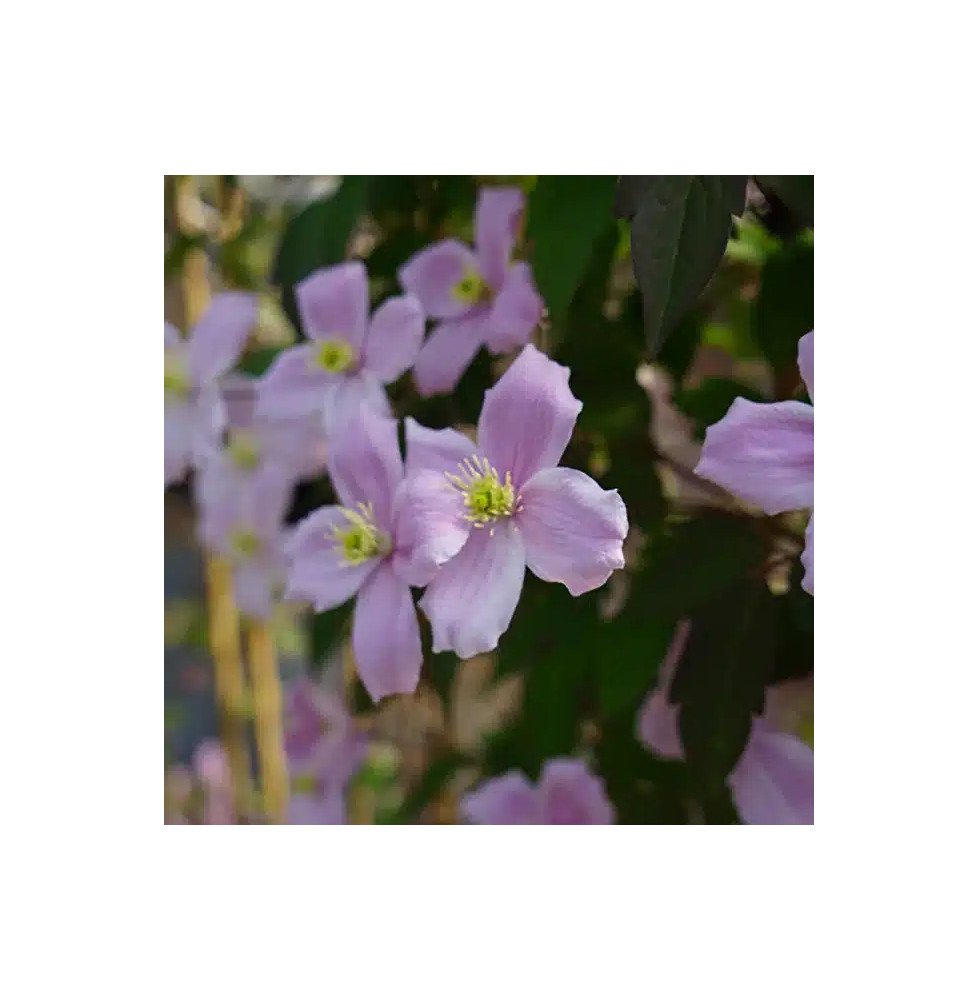Pépinières Français PF_Clématite5 Clématite 'Fragrant Spring' - clematis montana