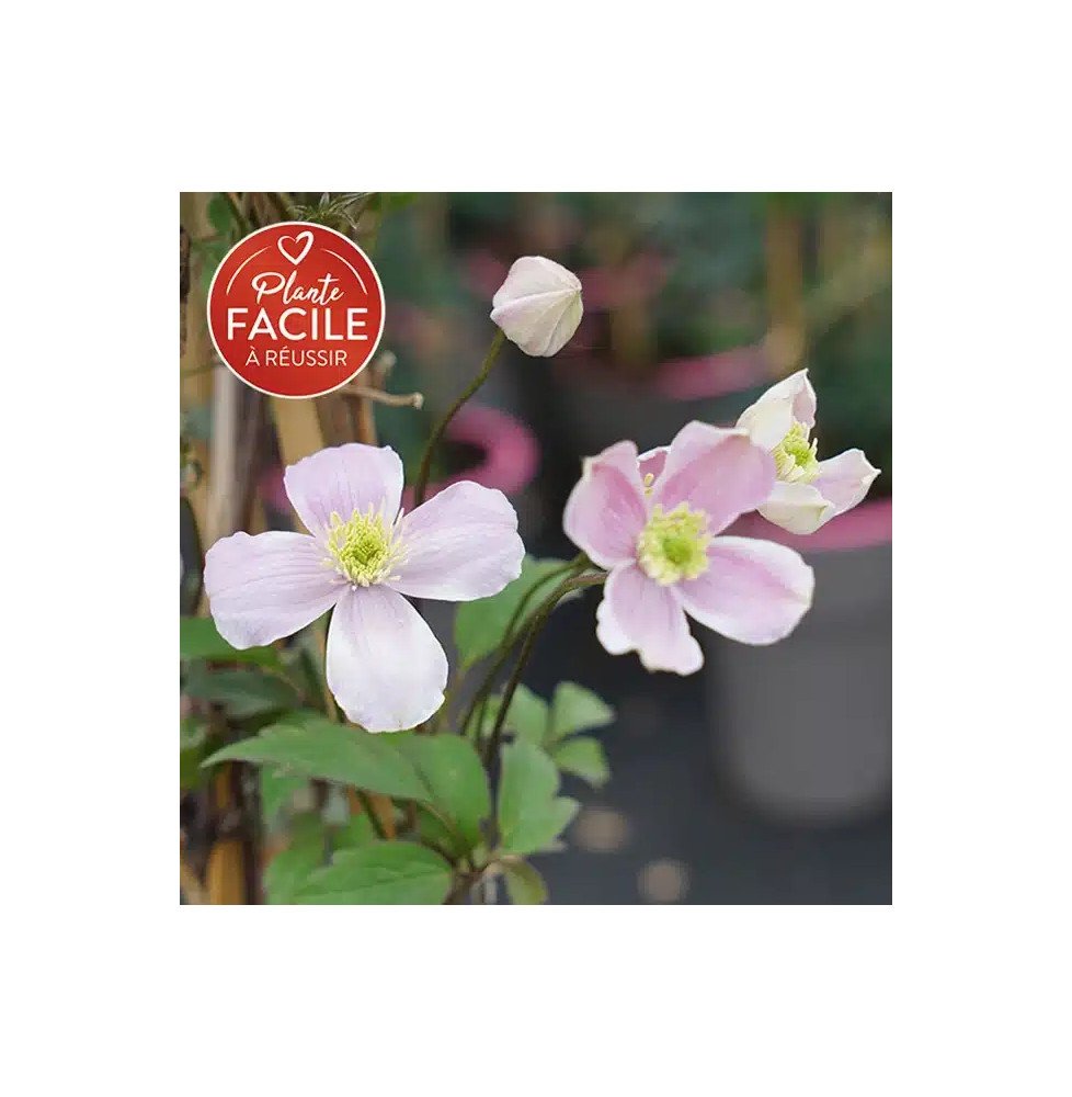 Pépinières Français PF_Clématite5 Clématite 'Fragrant Spring' - clematis montana