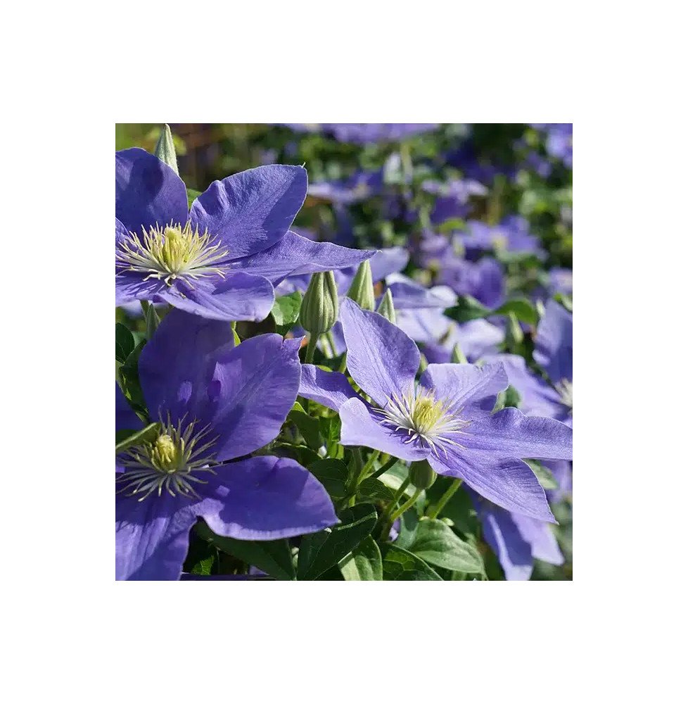 Pépinières Français PF_Clématite7 Clématite 'Fuji Musume' - clematis