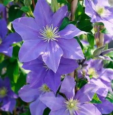 Pépinières Français PF_Clématite7 Clématite 'Fuji Musume' - clematis