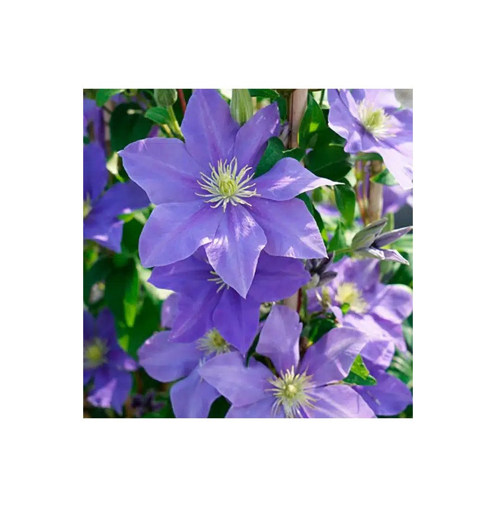Pépinières Français PF_Clématite7 Clématite 'Fuji Musume' - clematis