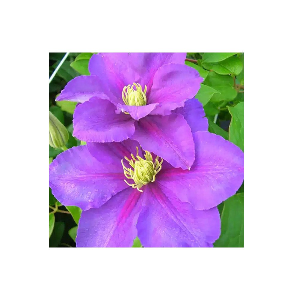 Pépinières Français PF_Clématite828 Clématite 'Général Sikorski' - clematis