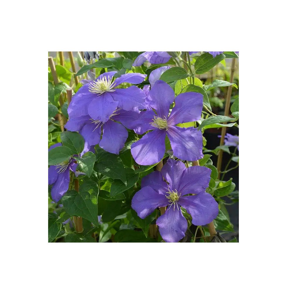 Pépinières Français PF_Clématite828 Clématite 'Général Sikorski' - clematis