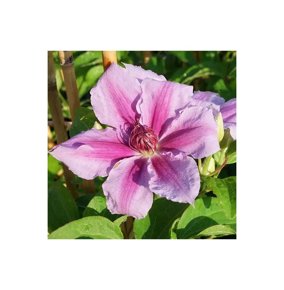 Pépinières Français PF_Clématite111 Clématite 'Giréna's - clematis